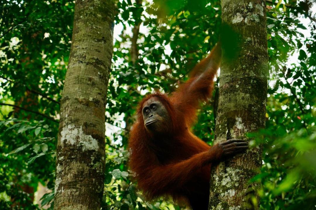 Photo of Others in Bukit Lawang