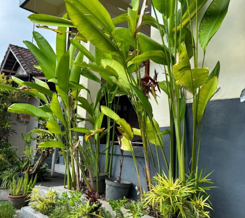 Photo of Others in Ubud City-Centre