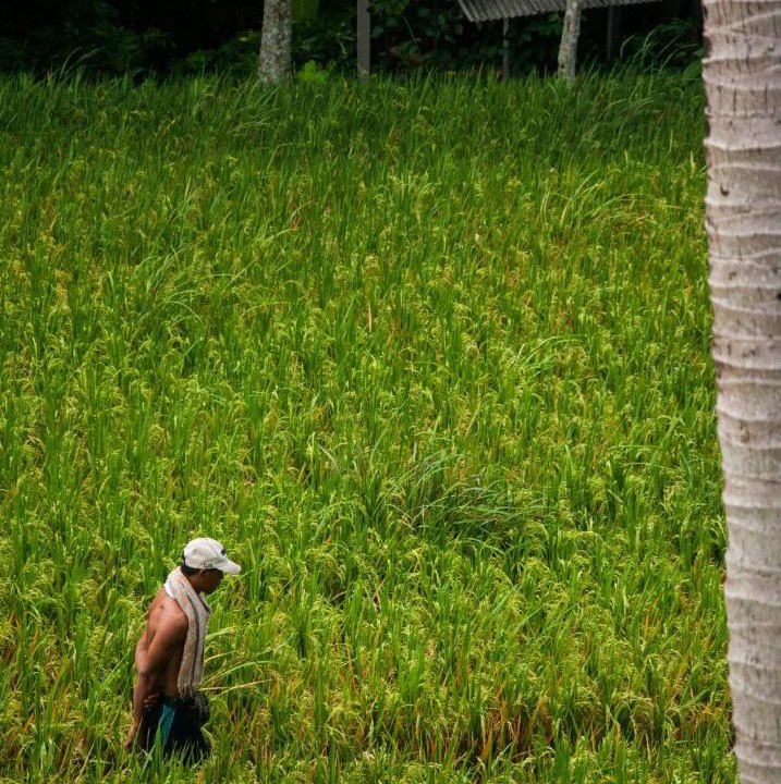 Photo of Human In Picture in Pengosekan