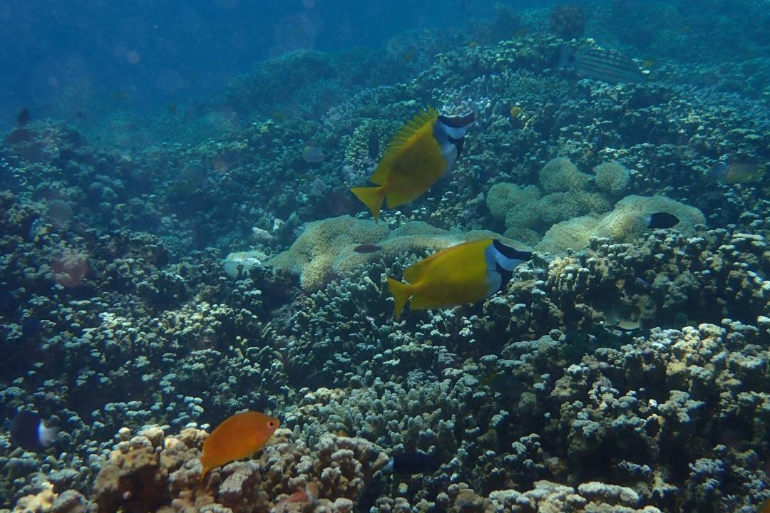 Photo of Others in Pemuteran