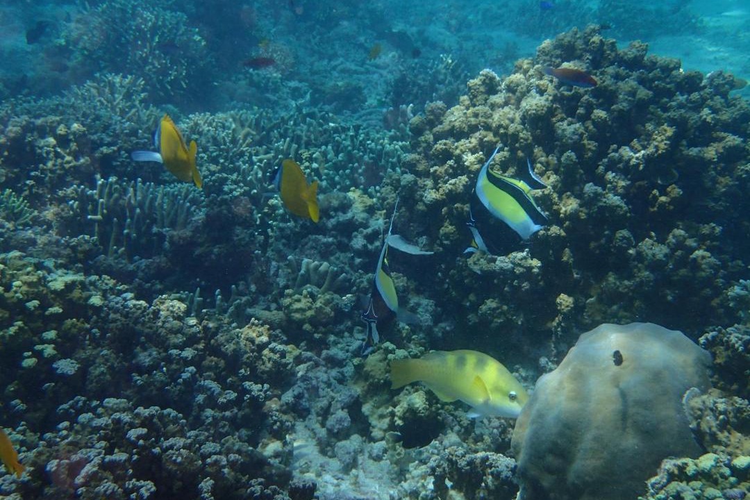 Photo of Others in Pemuteran