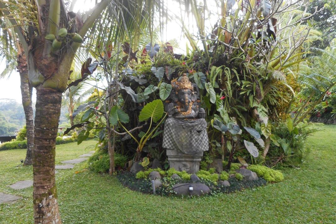 Photo of Others in Taro
