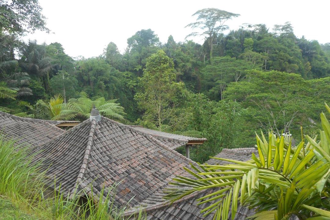 Photo of Others in Taro