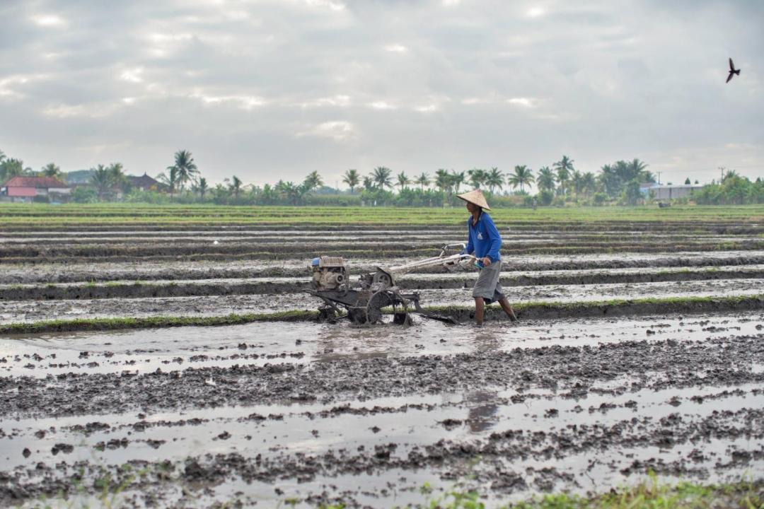 Photo of Others in Tabanan