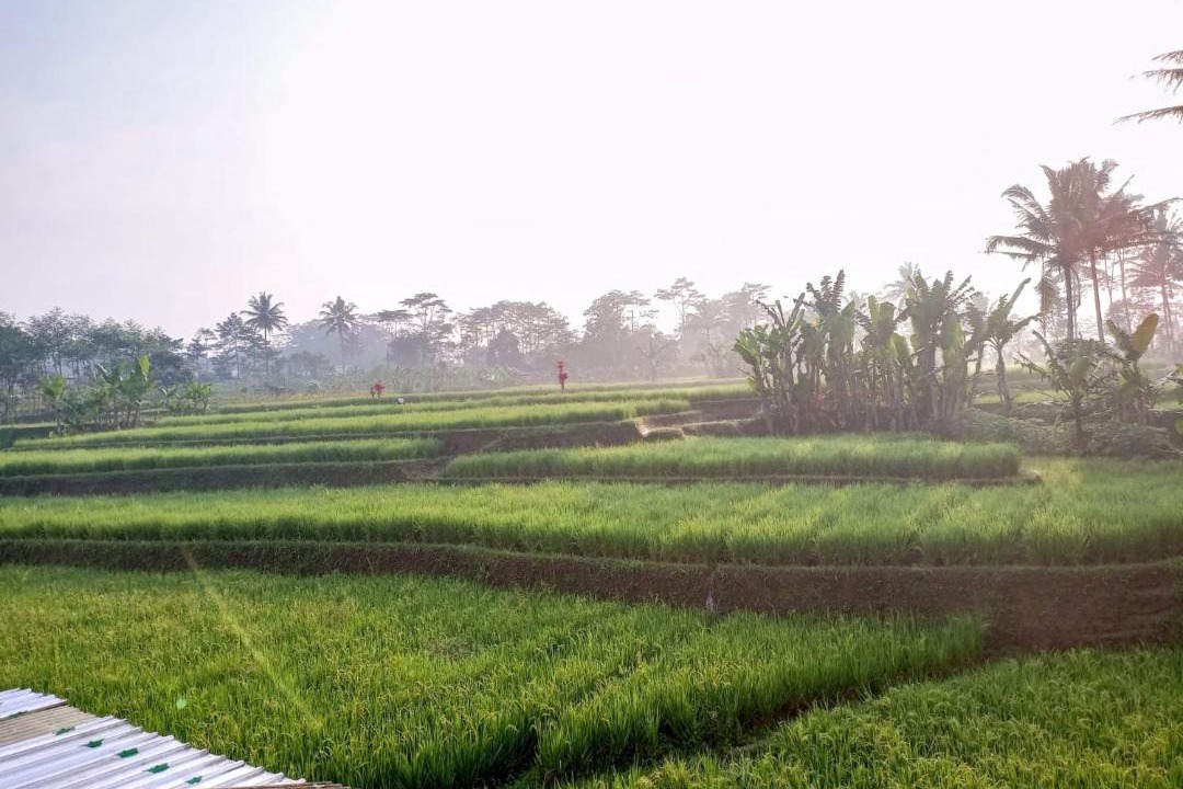 Photo of Others in Wonosobo