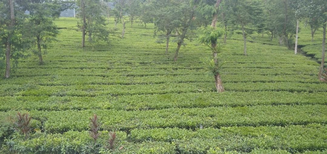 Photo of Outdoor in Wonosobo