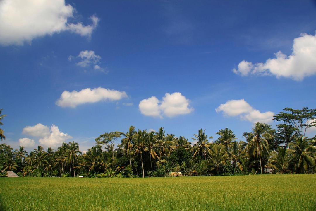Photo of Others in Petulu