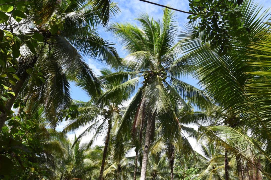 Photo of Others in Bangka Island