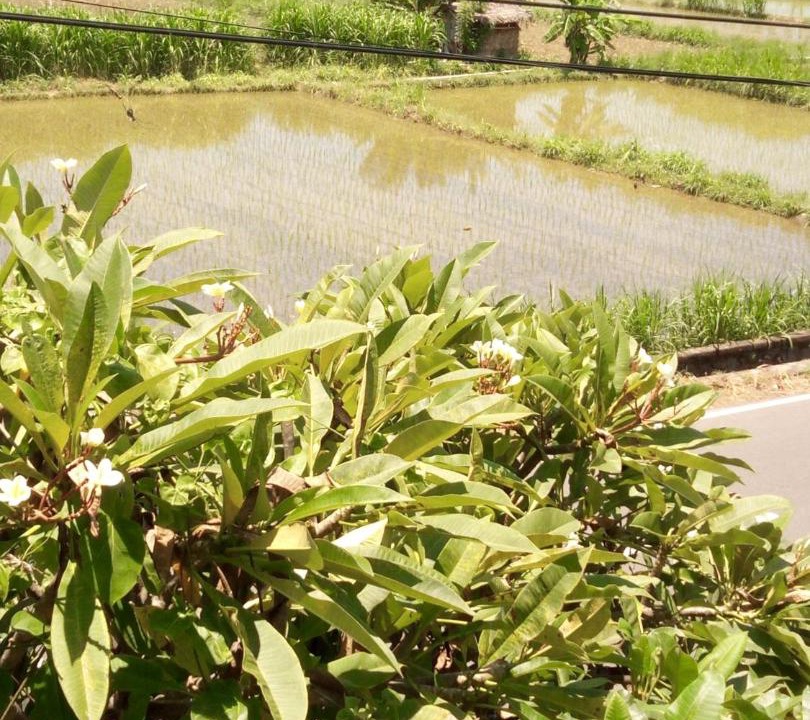 Photo of Others in Purwakerti