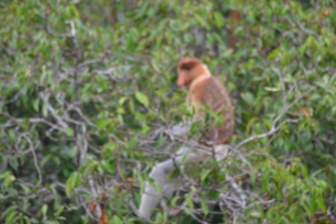 Photo of Others in Kumai