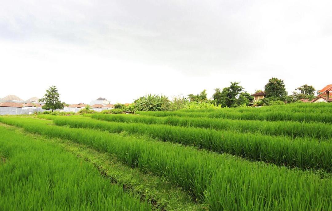 Photo of Others in Umalas