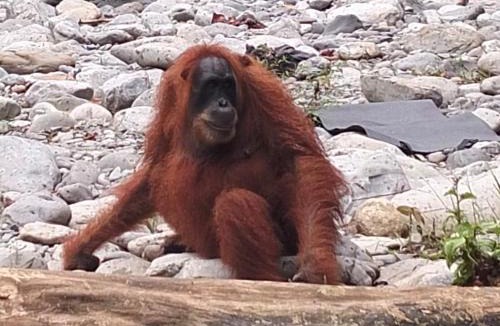 Bukit Lawang Hotel | Dendi guest house & Orangutan Explore