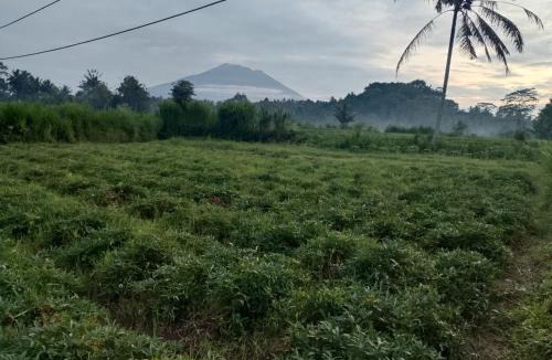 Tembuku House | Green Pacing Lodge