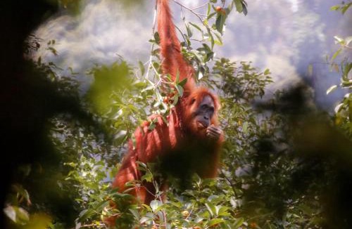 Bukit Lawang Hotel | Lawang Inn Restaurant & Jungle Trek