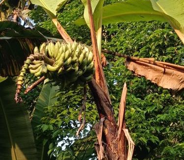 Bongkasa Pertiwi Villa | Ari sari joglo