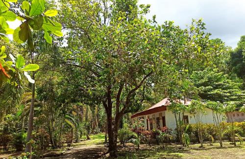 Marinsow House | Tangkoko Jungle Homestay