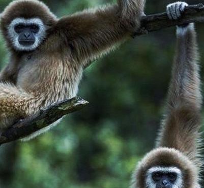 Jungle life guesthouse Trekking & Transport Book with us in Bukit Lawang
